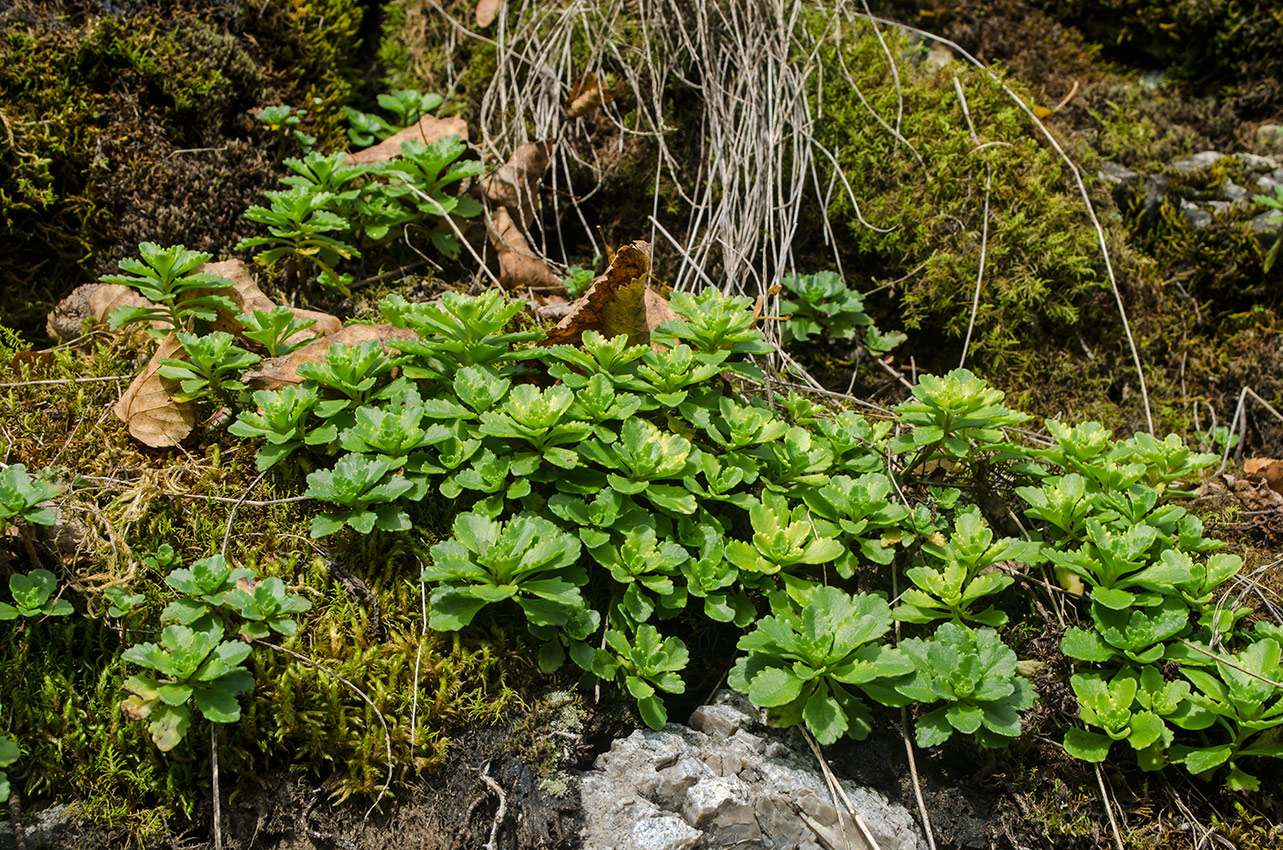 Image of Aizopsis hybrida specimen.