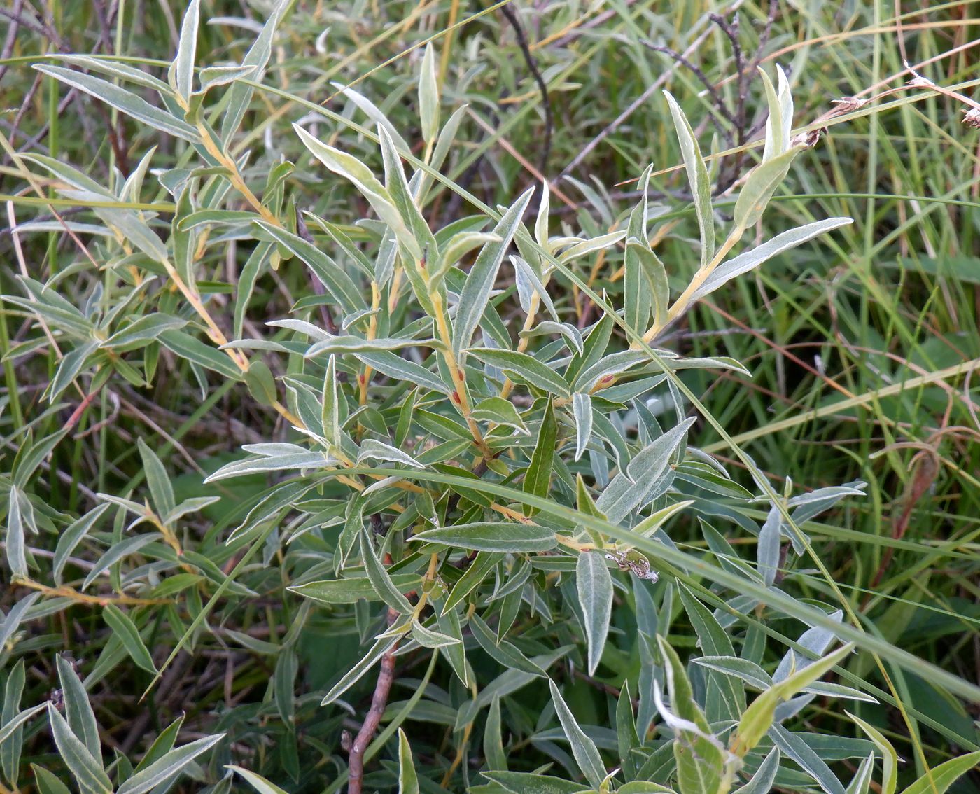 Изображение особи Salix rosmarinifolia.