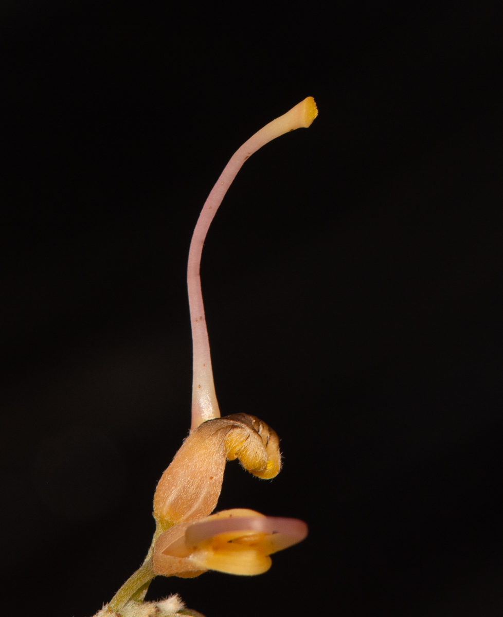 Image of Grevillea olivacea specimen.