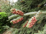 Abies pinsapo