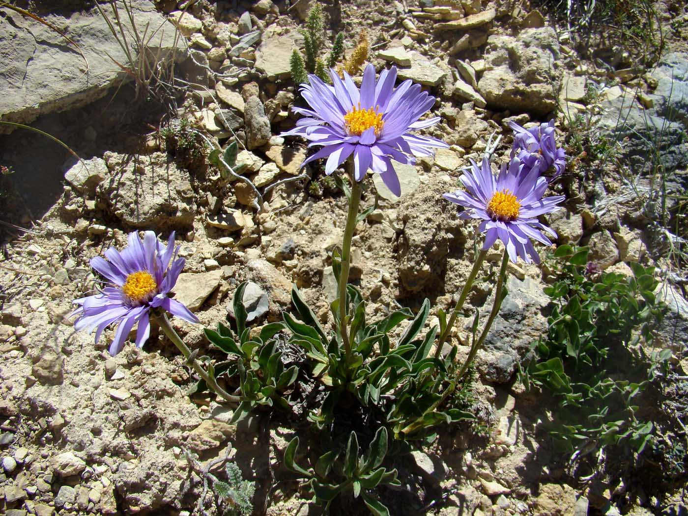 Image of Aster vvedenskyi specimen.