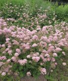 Pimpinella rhodantha. Цветущие растения. Москва, ГБС РАН, отдел цветоводства, в культуре. 06.07.2017.