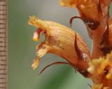 Orobanche alba подвид xanthostigma. Цветок. Дагестан, Левашинский р-н, окр. с. Цудахар, известняковый склон (паразитирует на Satureja sp.). 20 июня 2021 г.