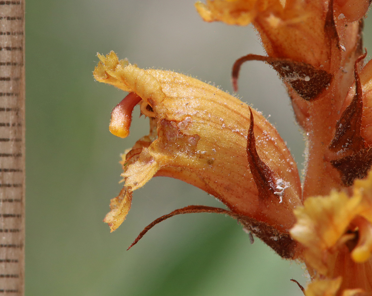 Image of Orobanche alba ssp. xanthostigma specimen.