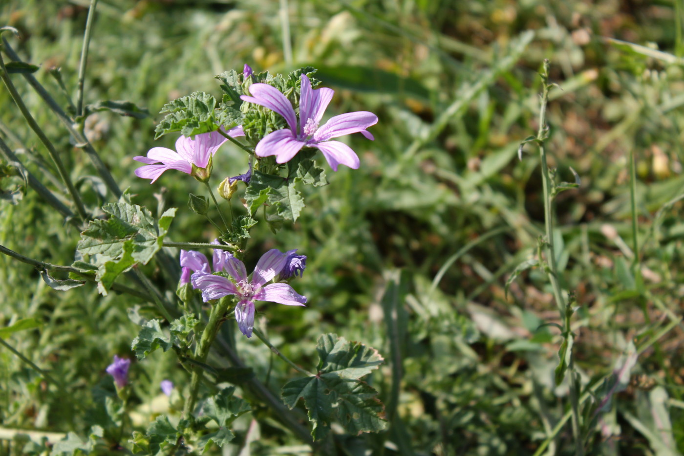 Image of Malva sylvestris specimen.