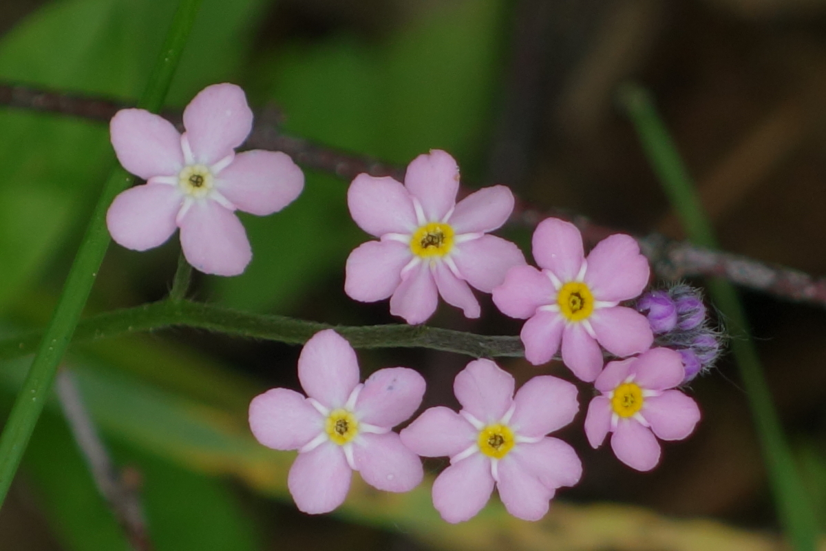 Image of Myosotis sylvatica specimen.