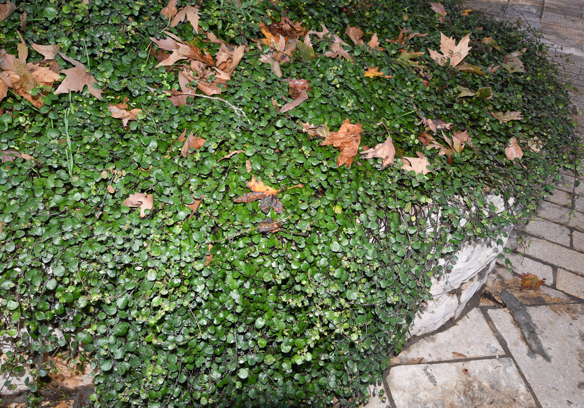 Image of Muehlenbeckia complexa specimen.