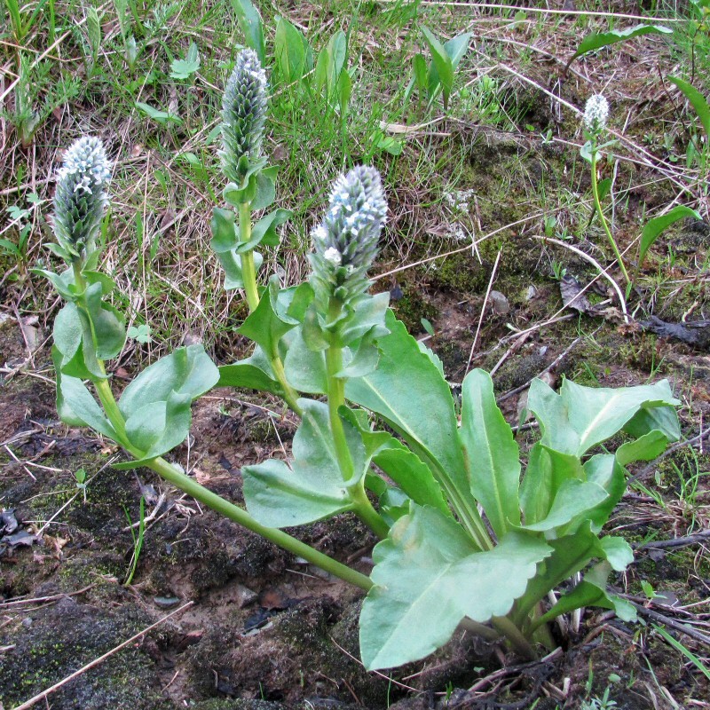 Image of Lagotis minor specimen.