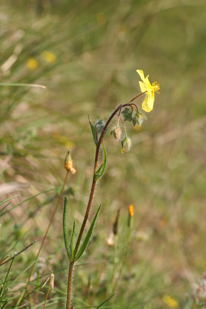 Image of Tuberaria guttata specimen.