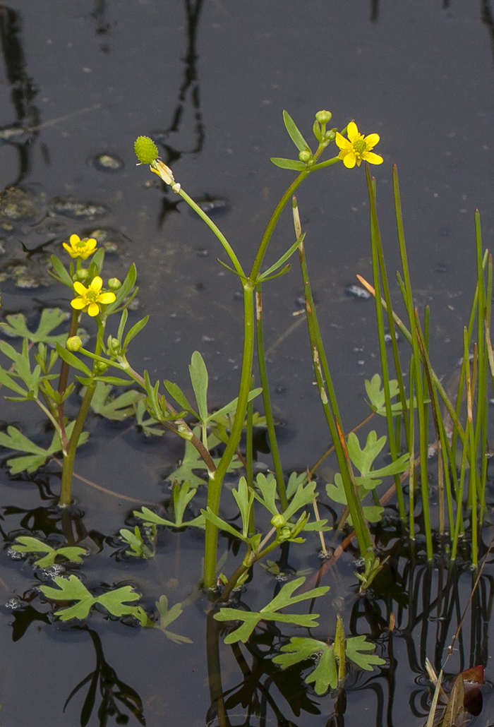 Image of Ranunculus sceleratus specimen.