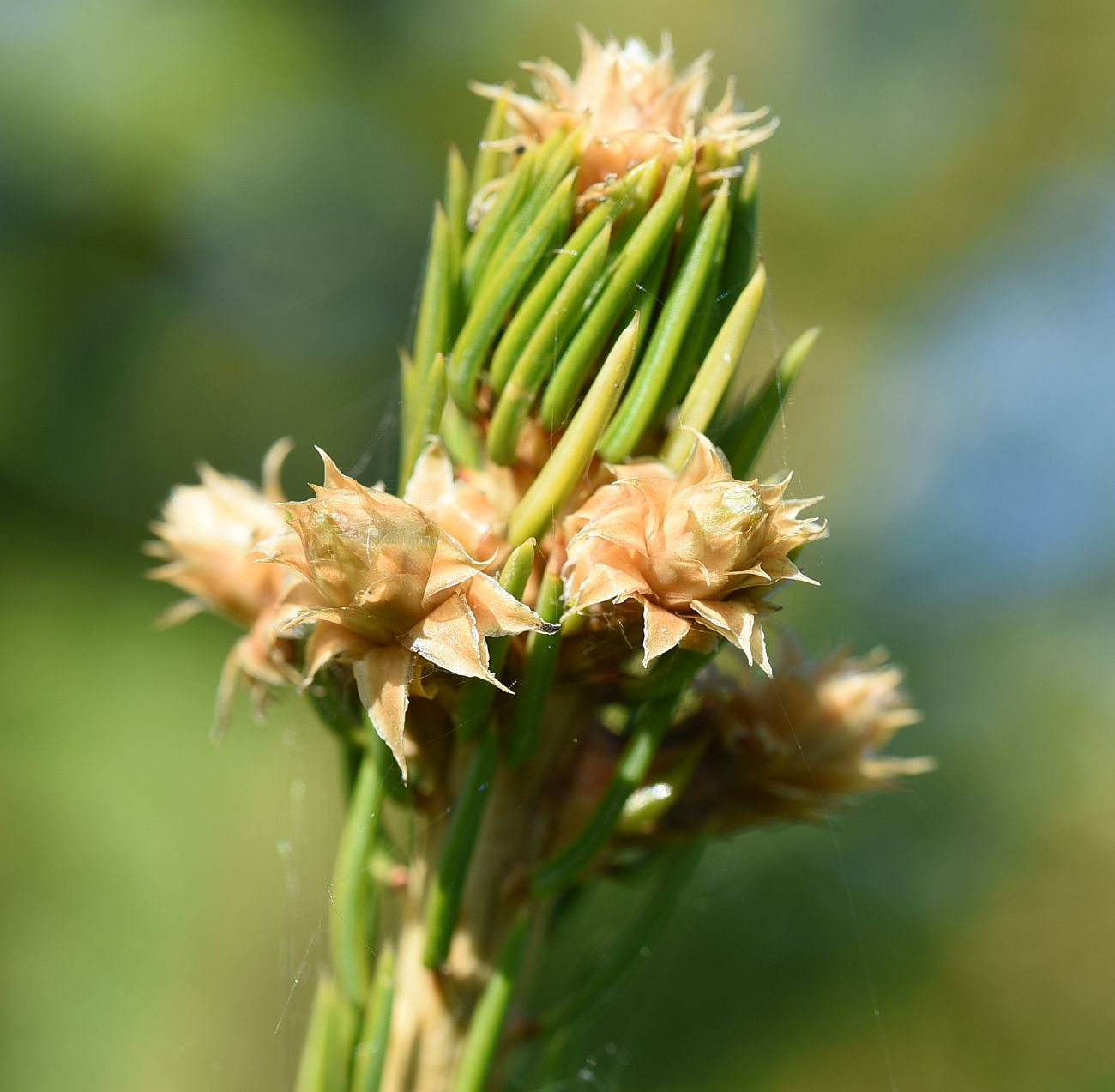 Изображение особи Picea abies.