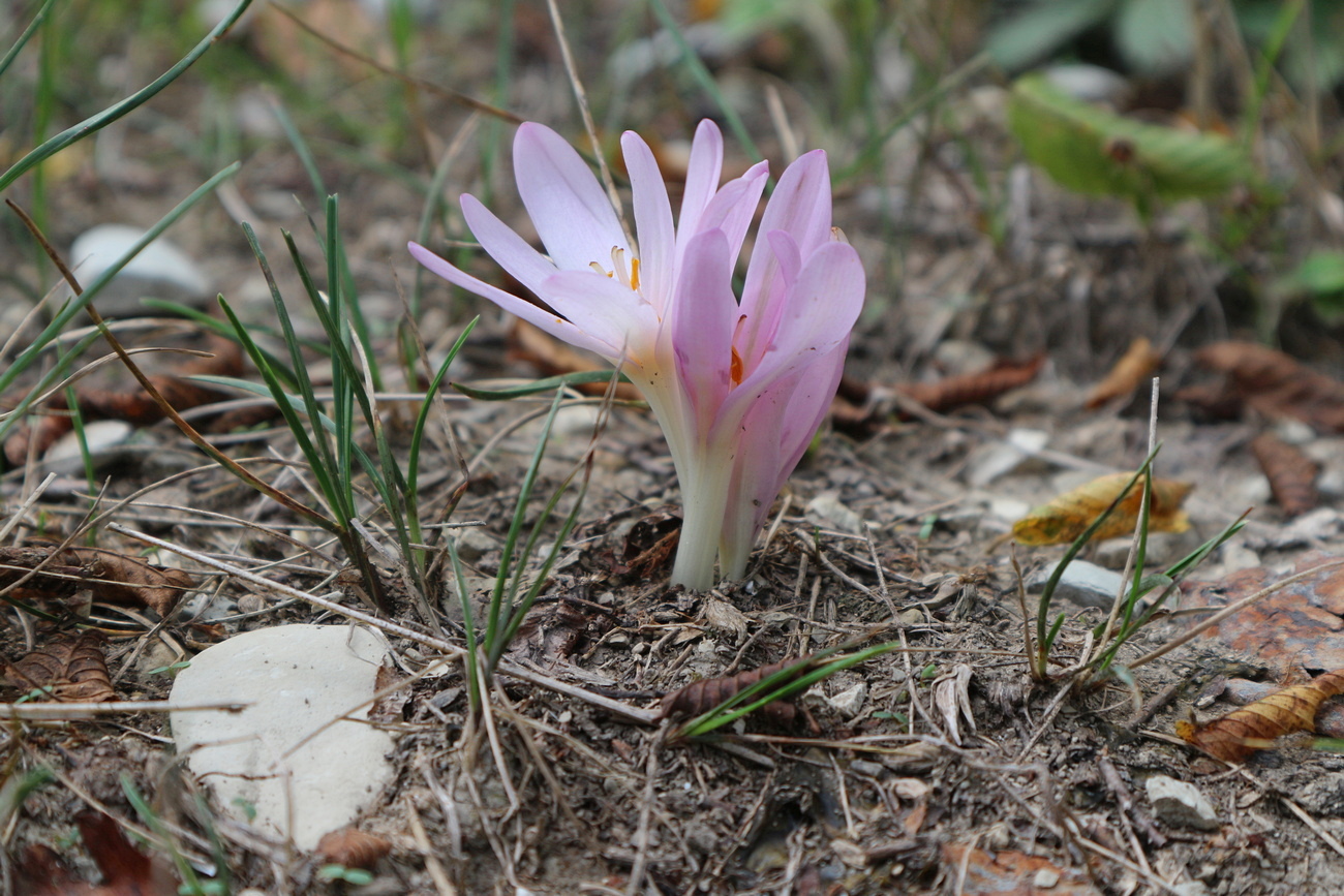 Image of Colchicum umbrosum specimen.