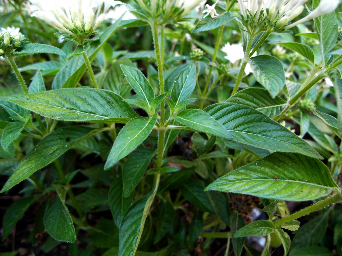 Image of Pentas lanceolata specimen.