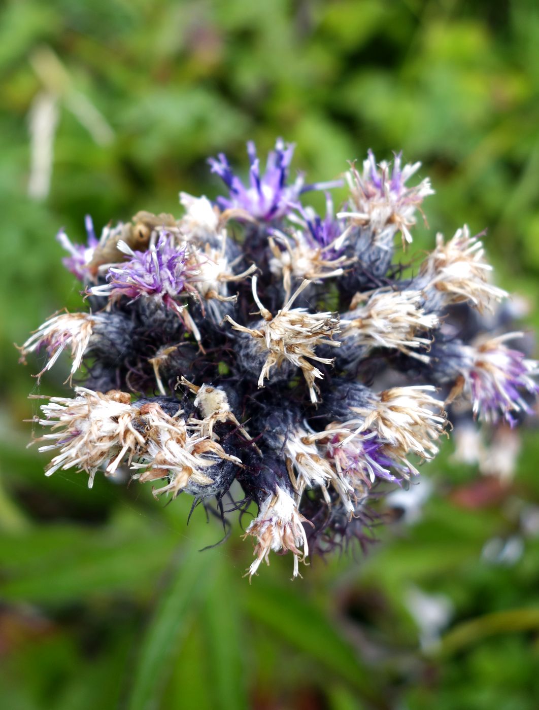 Изображение особи Saussurea pseudotilesii.