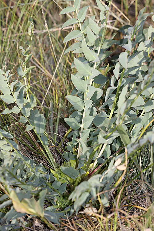 Image of Astragalus subbarbellatus specimen.