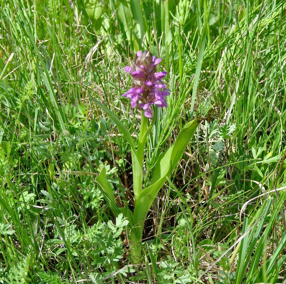 Изображение особи Dactylorhiza incarnata.