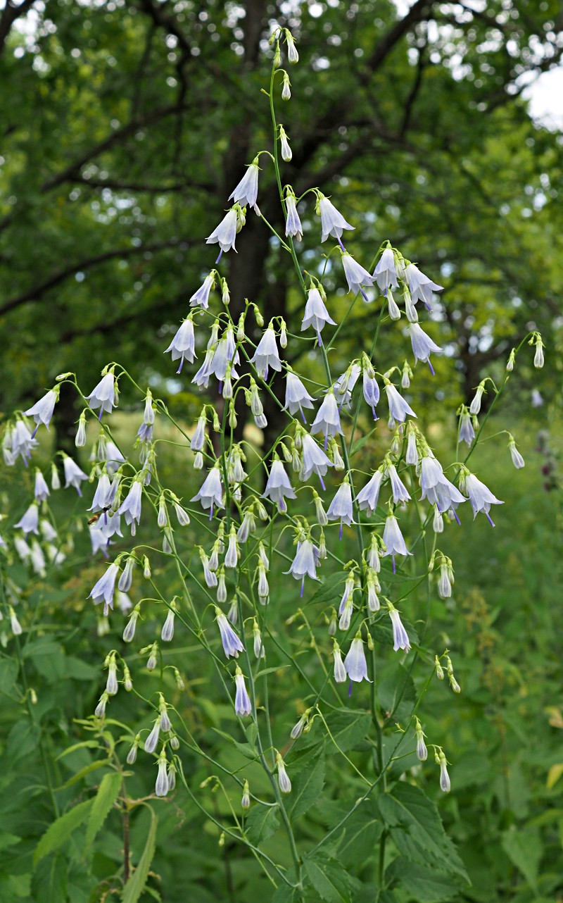 Изображение особи Adenophora liliifolia.