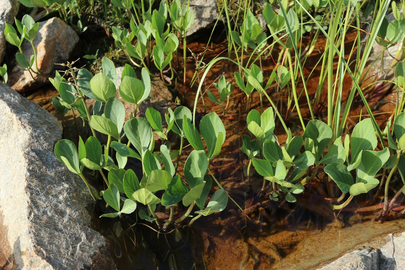 Image of Menyanthes trifoliata specimen.