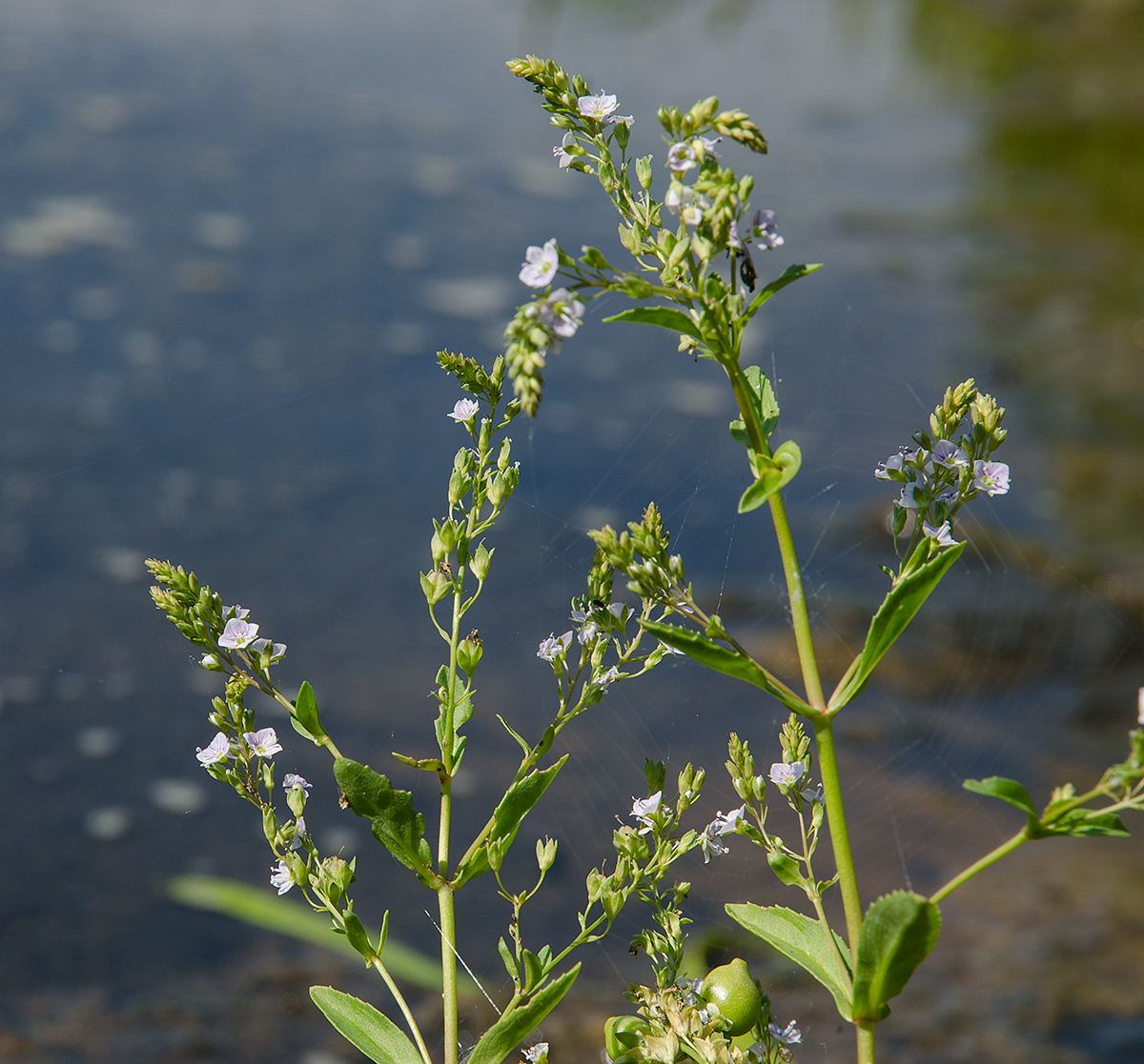 Изображение особи Veronica anagallis-aquatica.