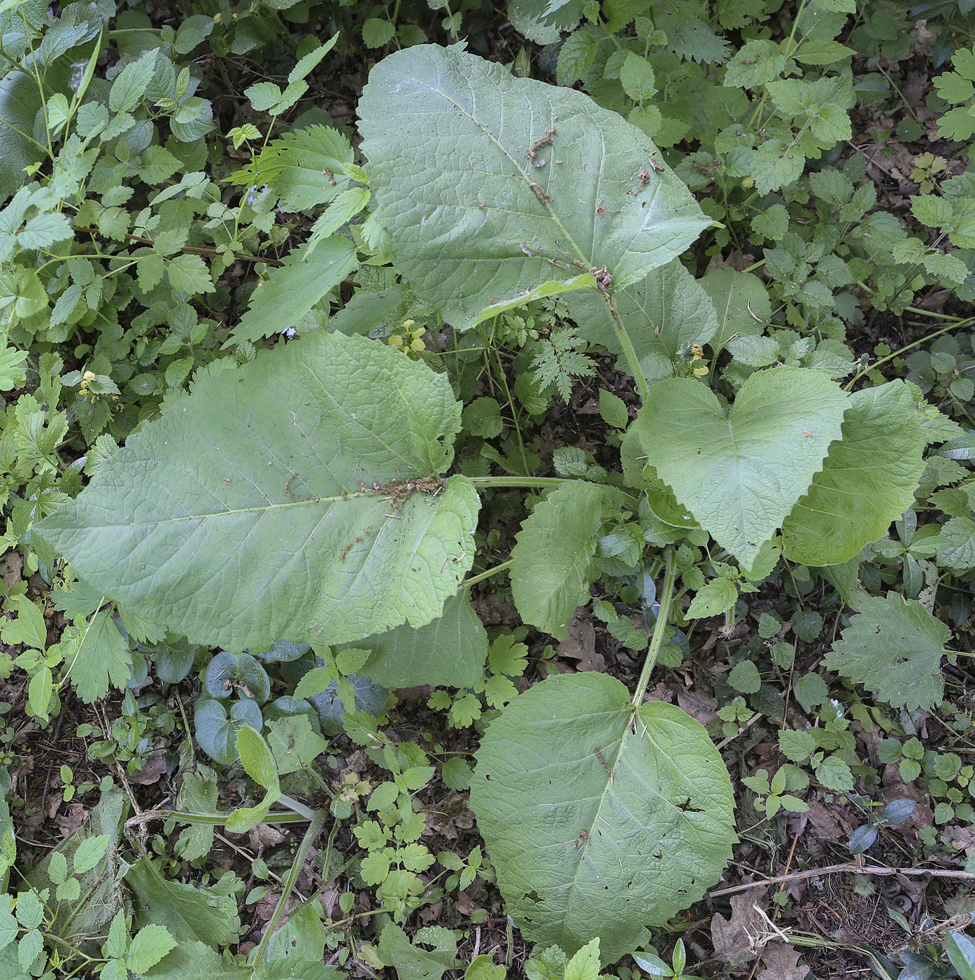 Image of Telekia speciosa specimen.