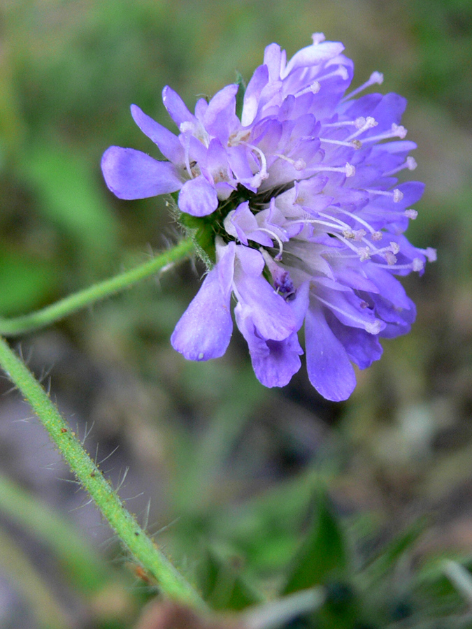 Image of Knautia arvensis specimen.