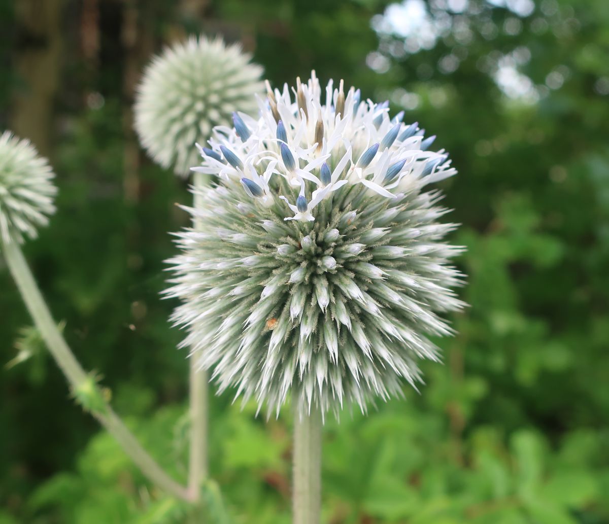 Изображение особи Echinops sphaerocephalus.