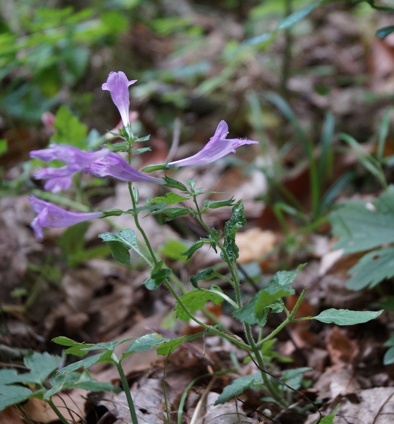 Изображение особи Drymosiphon grandiflorus.