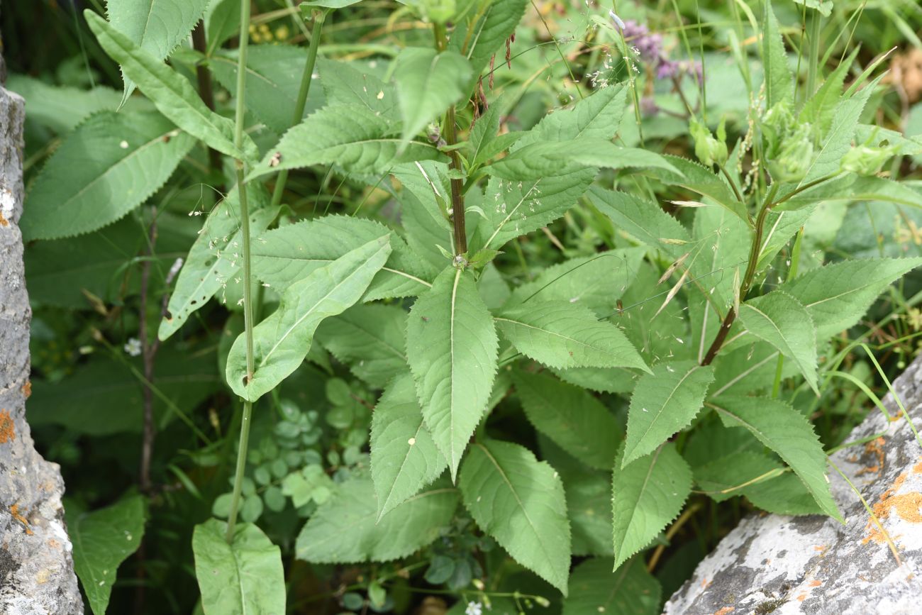 Image of Senecio propinquus specimen.