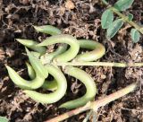 Astragalus hamosus