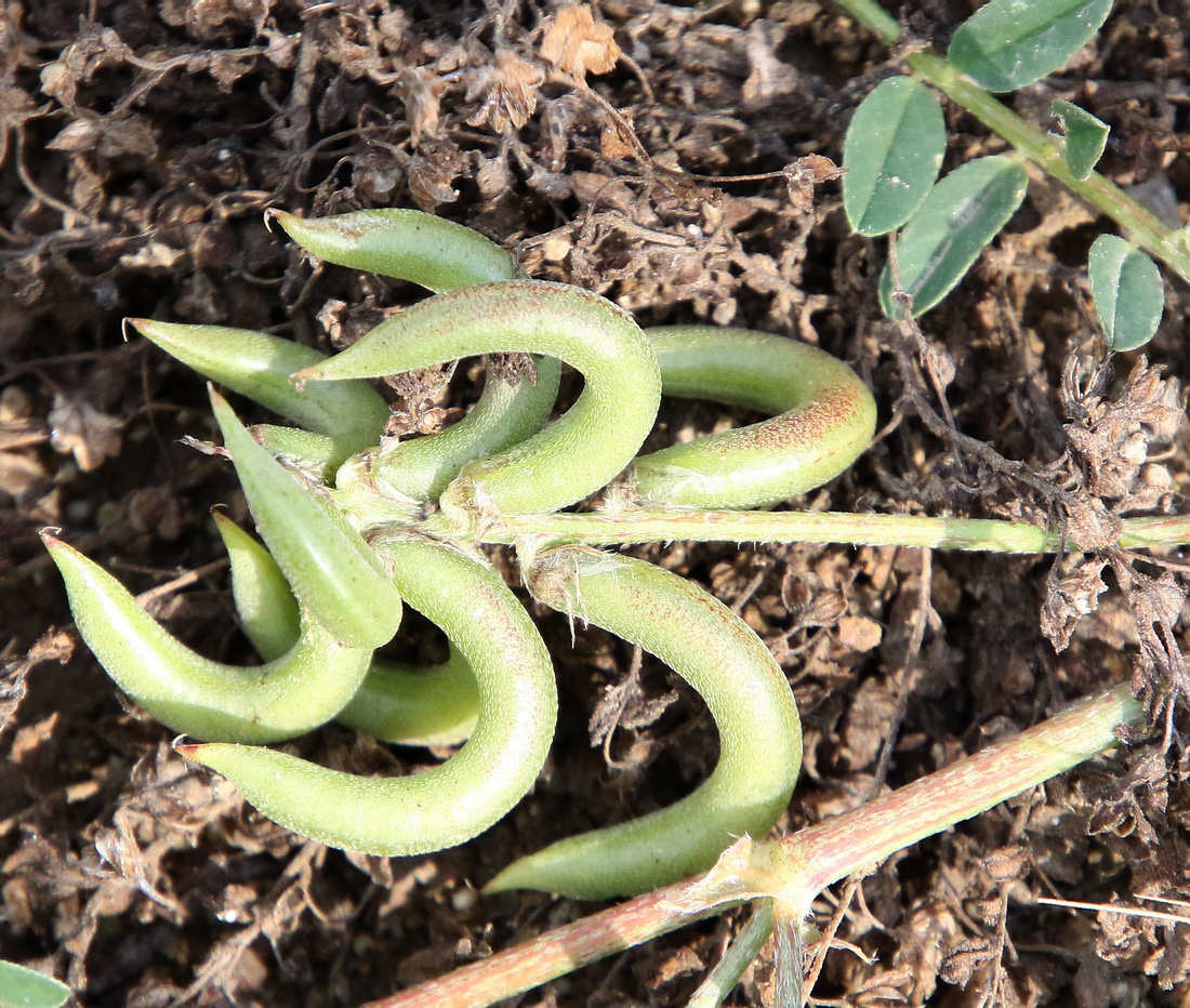 Image of Astragalus hamosus specimen.