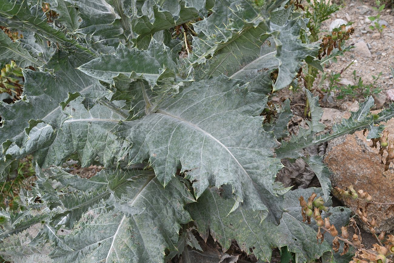 Image of Onopordum acanthium specimen.