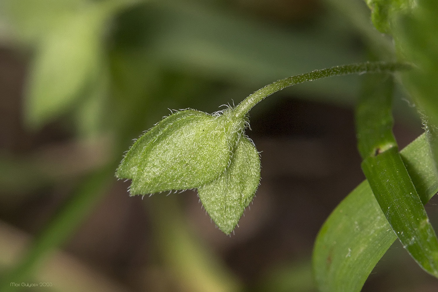 Image of Veronica persica specimen.