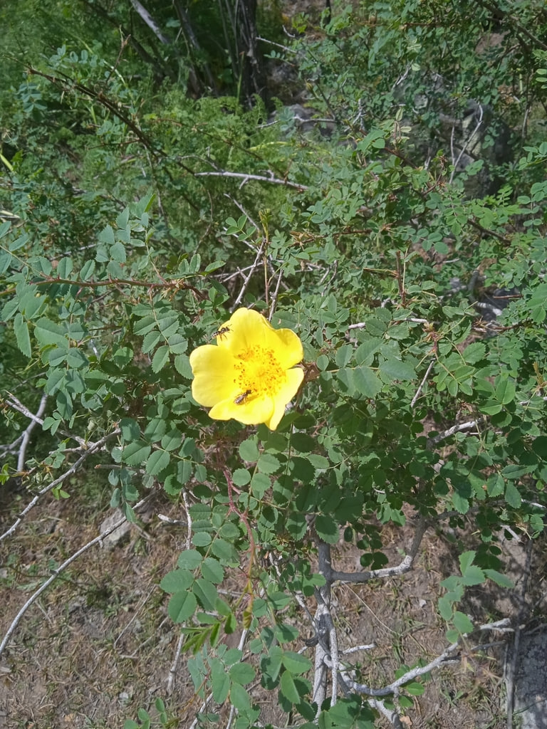 Image of Rosa kokanica specimen.