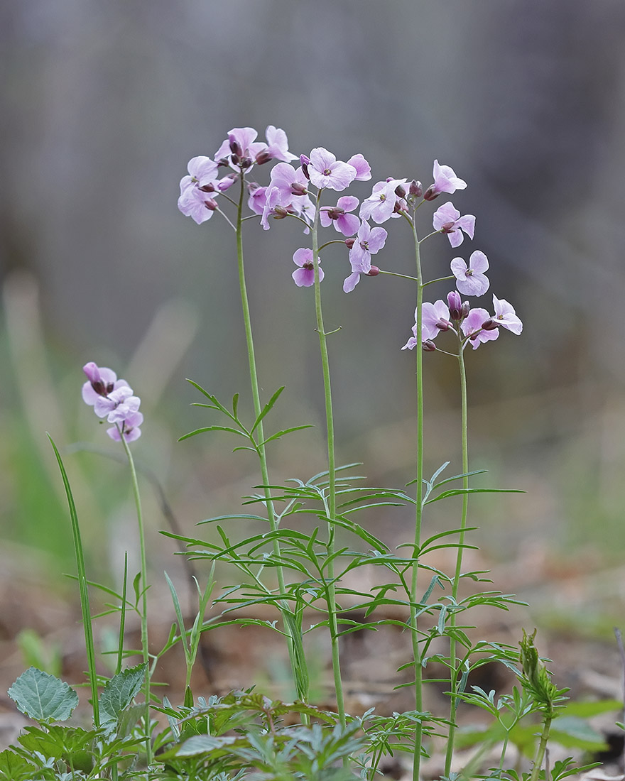 Image of Cardamine trifida specimen.