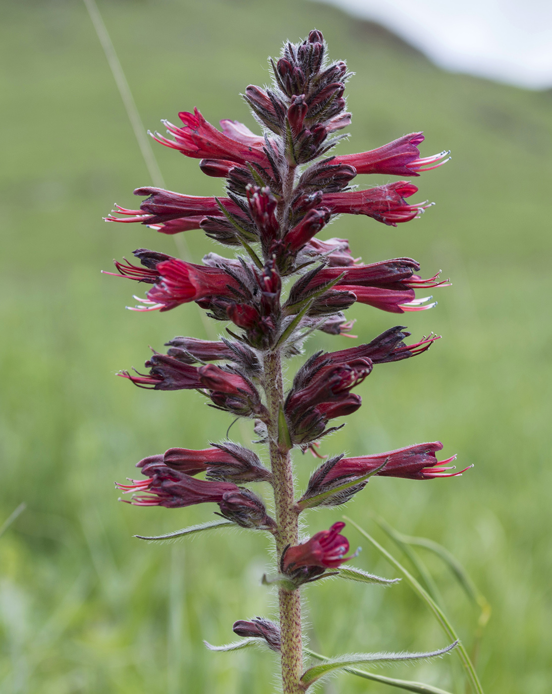 Image of Echium russicum specimen.