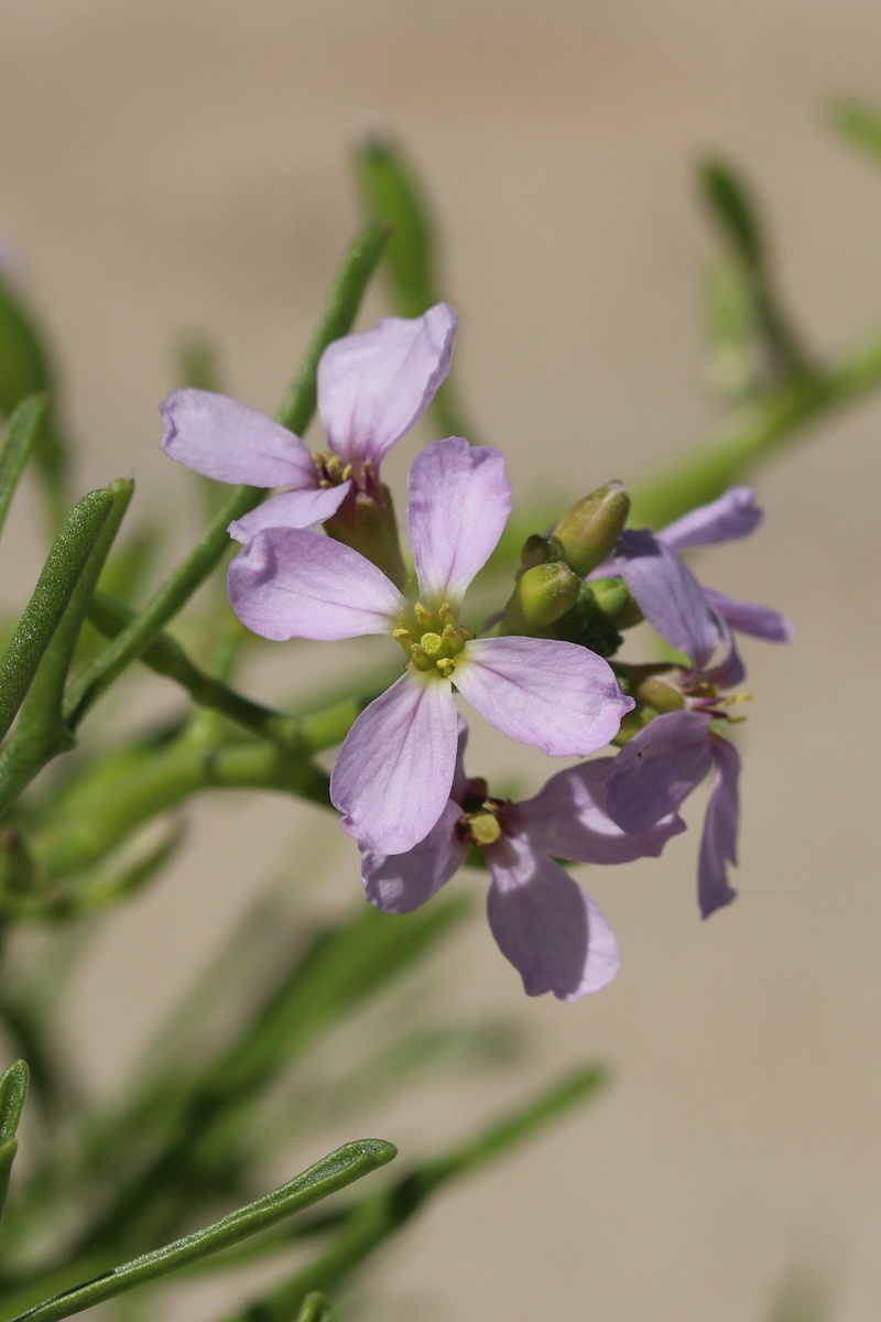 Image of Cakile baltica specimen.