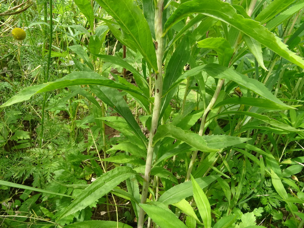 Image of Solidago canadensis specimen.