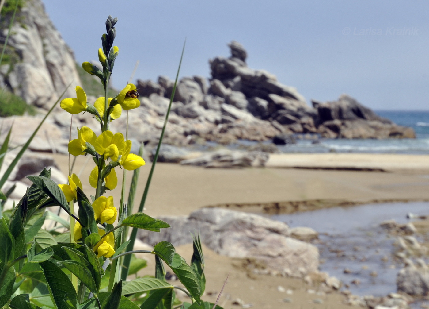 Изображение особи Thermopsis lupinoides.