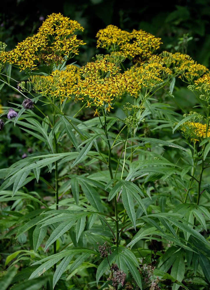 Image of Senecio cannabifolius specimen.