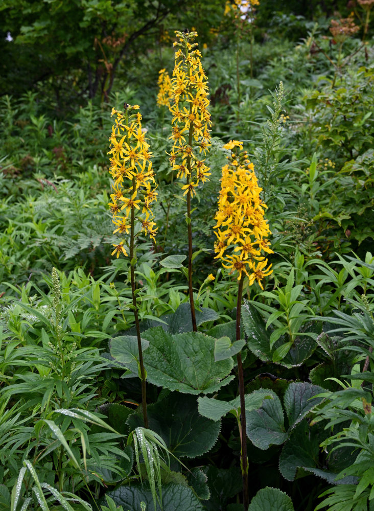 Изображение особи Ligularia fischeri.