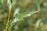 genus Salix