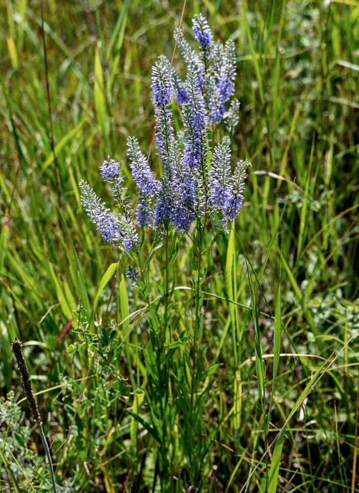 Image of Veronica spuria specimen.