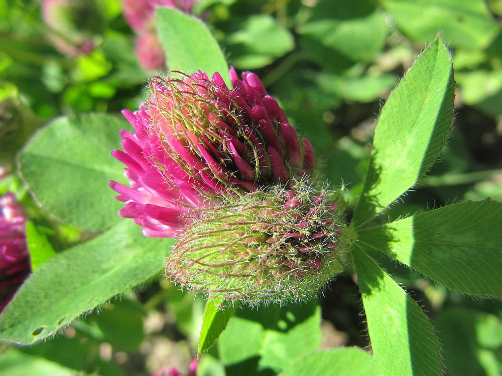 Изображение особи Trifolium pratense.