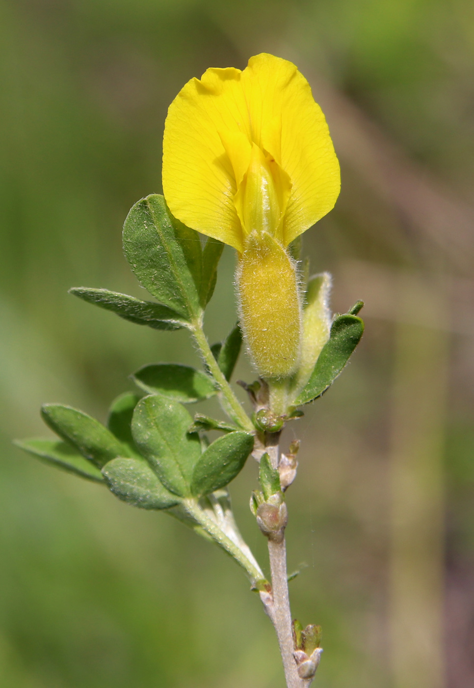 Изображение особи Chamaecytisus ruthenicus.