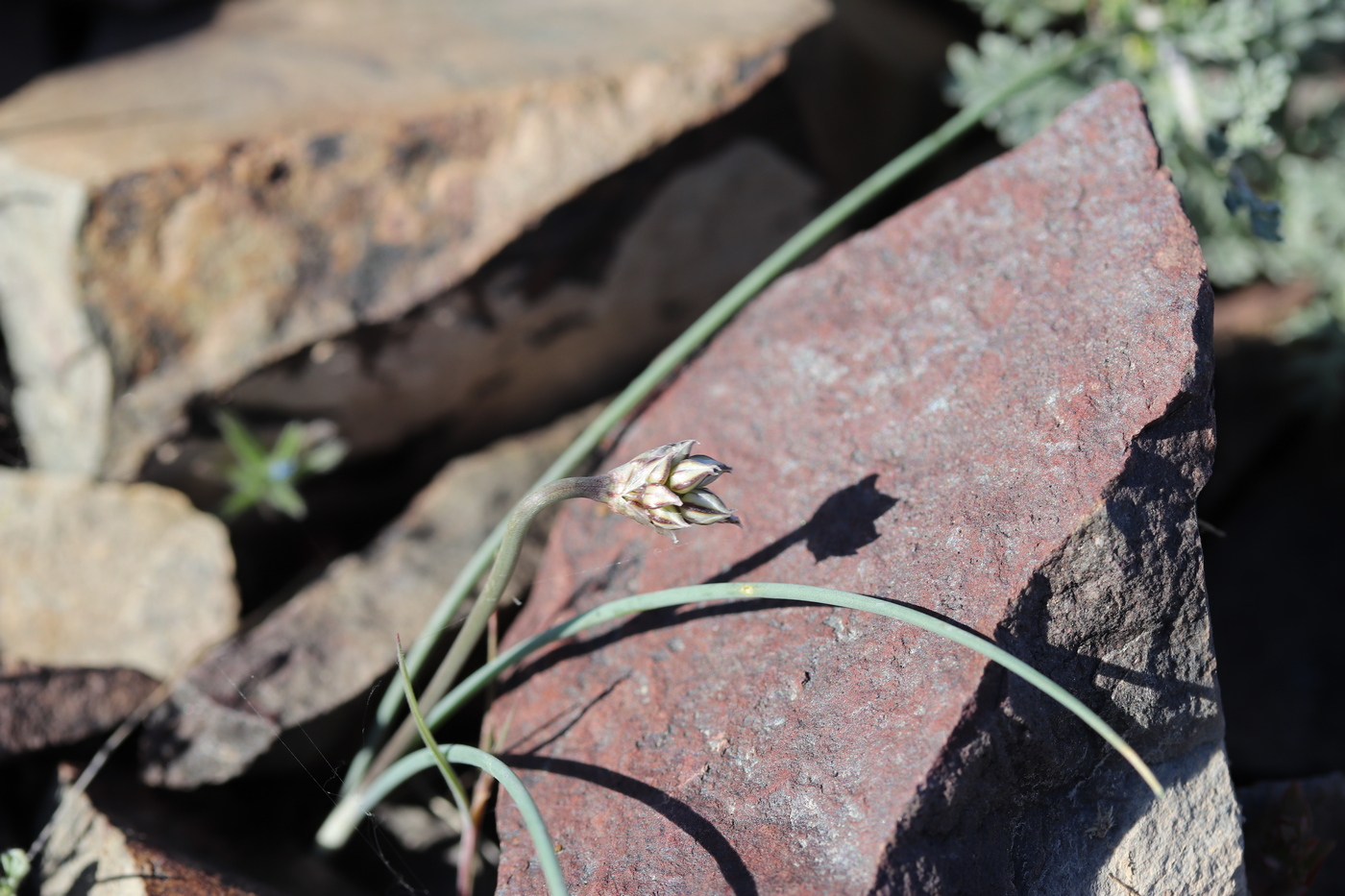 Изображение особи Allium lehmannianum.