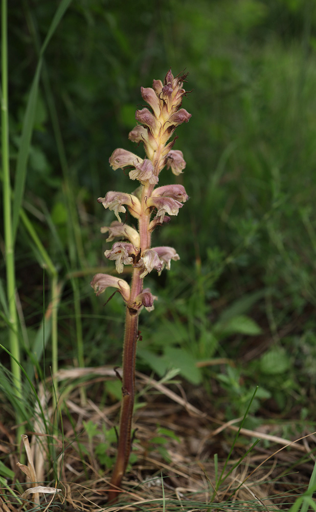 Image of Orobanche lutea specimen.