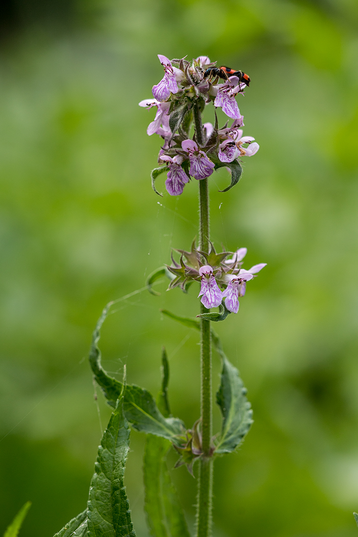 Изображение особи Stachys palustris.