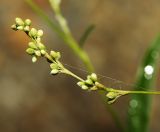 Persicaria viscofera. Соцветие. Приморский край, г. Владивосток, территория БСИ ДВО РАН, на насыпи. 30.07.2024.