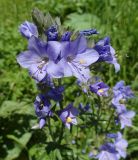 Polemonium caucasicum