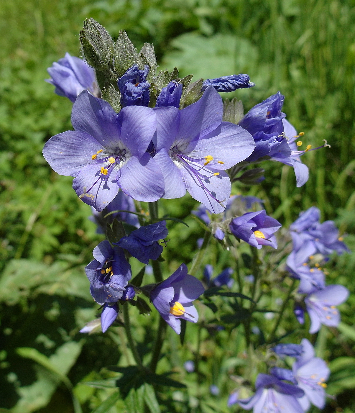 Изображение особи Polemonium caucasicum.